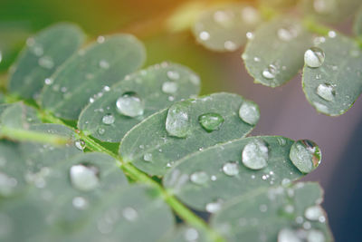 Close-up of water drops on leaves