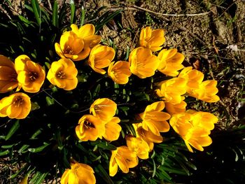 Yellow flowers blooming in spring