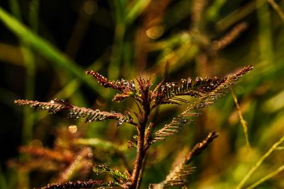 Close-up of insect on plant