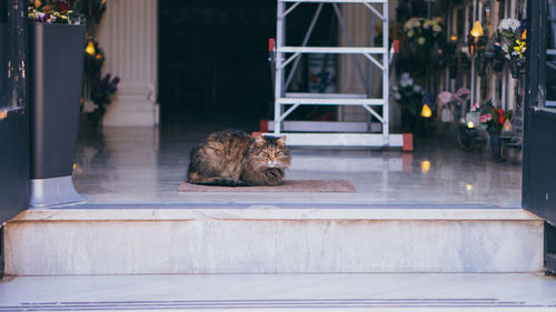 Cat resting on porch