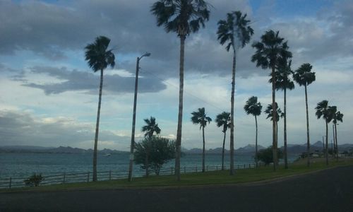 Palm trees against sea