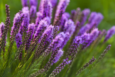 Close-up of purple flowering plant on field