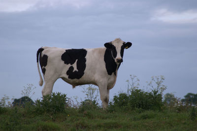 Cow standing in a field