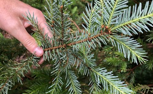 Close-up of pine tree
