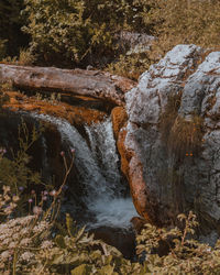 Scenic view of waterfall in forest