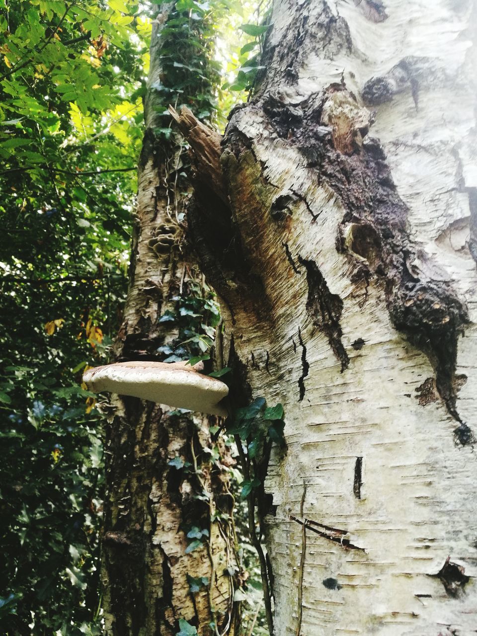 tree trunk, tree, growth, bark, wood - material, day, nature, textured, no people, outdoors, fungus, tree stump, mushroom, branch, low angle view, forest, beauty in nature, close-up, toadstool, dead tree, fly agaric