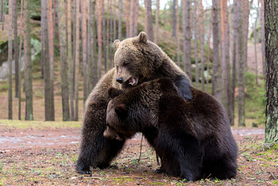 Grizzly bears playing in forest