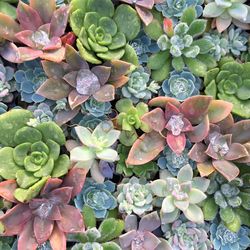 Close-up of plants growing in water