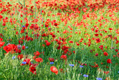 Close-up of red poppy flowers in field