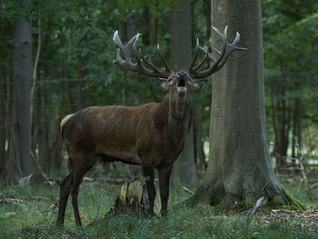 Deer in a forest
