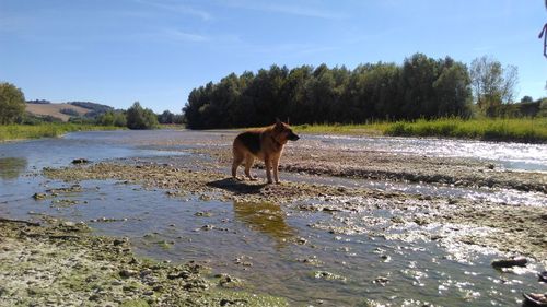 Dog standing in a lake