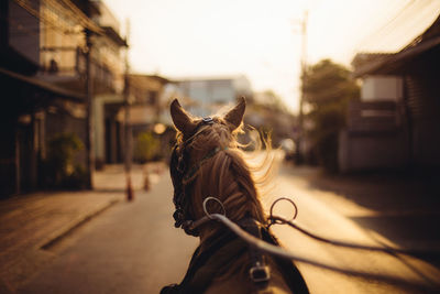 Close-up of horse