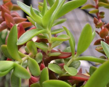 High angle view of succulent plant