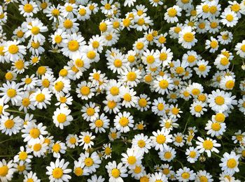 Full frame shot of yellow flowers blooming outdoors