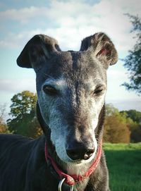 Portrait of dog on field against sky