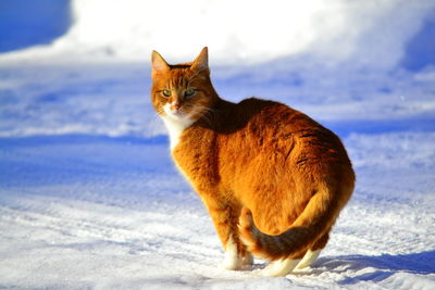 Cat lying on snow covered land