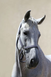 Close-up of horse in ranch