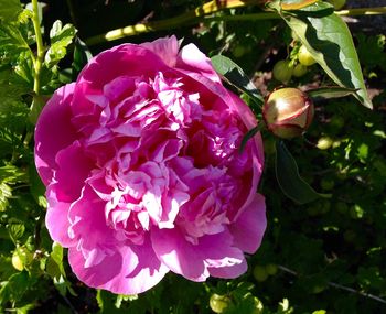 Close-up of pink flowers