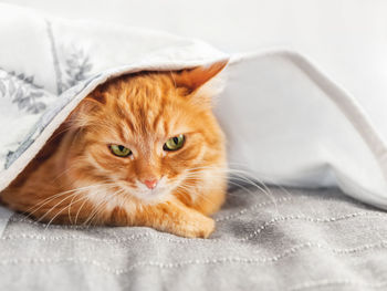 Displeased ginger cat is hiding under blanket. fluffy pet is trying to keep warmth. cozy home