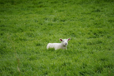 Cat lying on grass