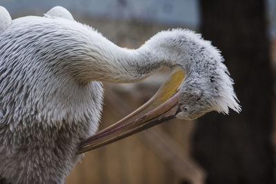 Close-up of white duck