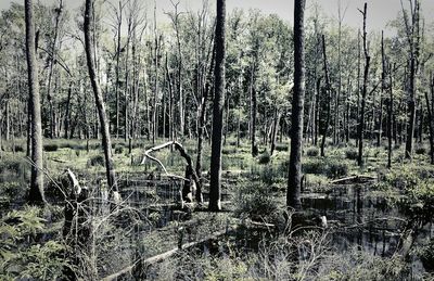 Plant growing on field in forest