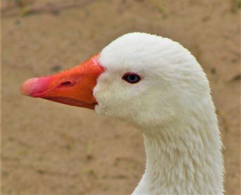 Close-up of a bird