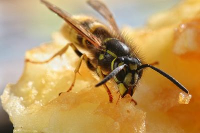 Close-up of honey bee on flower