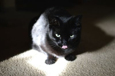 Close-up portrait of cat