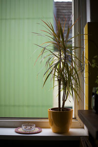 Close-up of potted plant on table