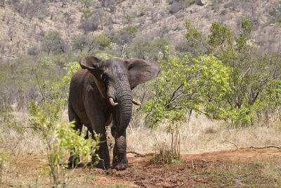 Elephant walking in a forest