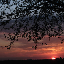 Low angle view of silhouette tree against sky during sunset