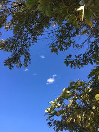 Low angle view of tree against blue sky