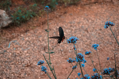 Close-up of butterfly pollinating on flower