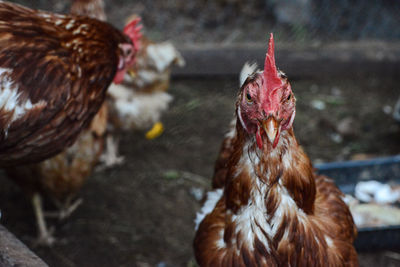 Roosters on field