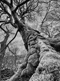 Low angle view of tree