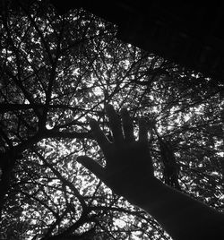 Low angle view of silhouette tree against sky