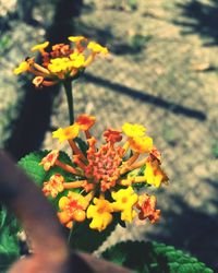 Close-up of yellow flower