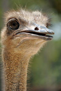 Close-up of a bird