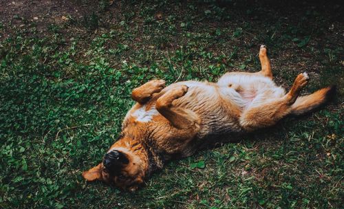 High angle view of dog sleeping on field