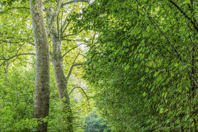Trees in forest