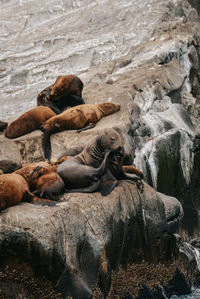 High angle view of sea lion