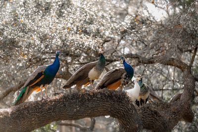 Close-up of birds perching on tree