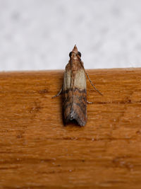 Close-up of animal on wood