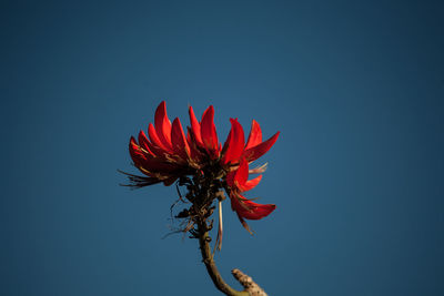 Close-up of red flower against clear blue sky