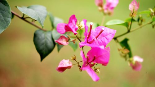 Close-up of pink flowering plant