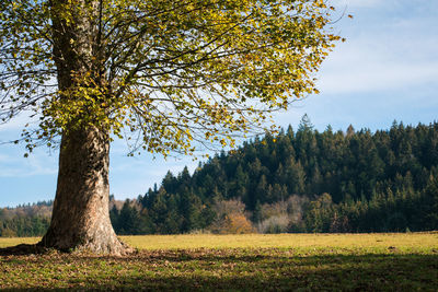 Trees on field against sky during autumn