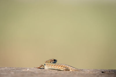 Close-up of a baby lizard