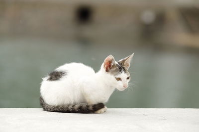 Close-up of cat sitting outdoors