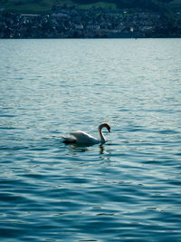 Duck swimming in sea